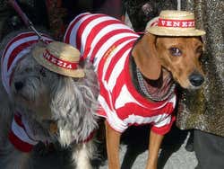 Cachorros fantasiados de gondoleiros