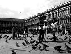 As pombas da Piazza San Marco